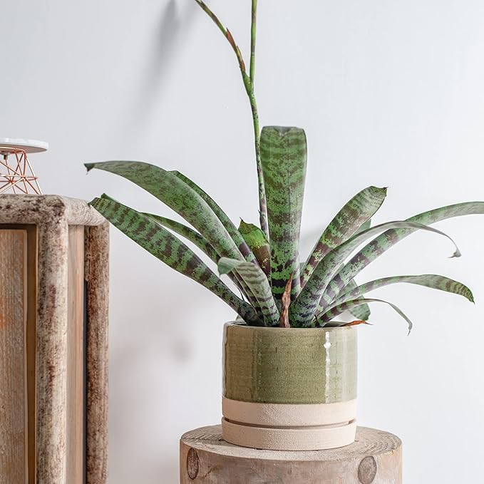 6 Inch Plant Pots, Ceramic Planter Pot with Drainage Hole & Saucer, Indoor/Outdoor Cylinder Round Planter Pot, Green & Beige