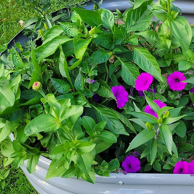 2 Pack 8x3x1FT Galvanized Raised Garden Bed Large Metal Planter Box Kit Elevated Raised Garden Planters for Outdoor Plants, Gray